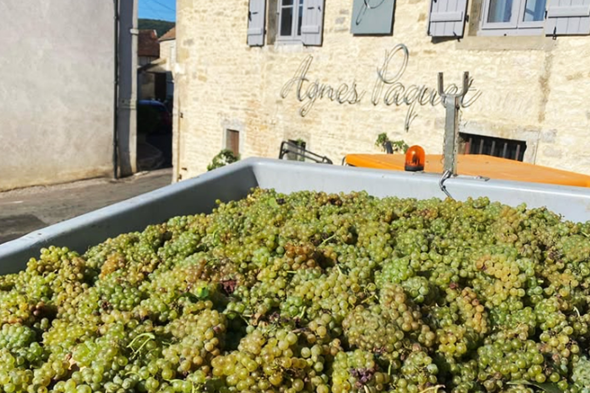 Green grapes outside of Domaine Agnes Paquet