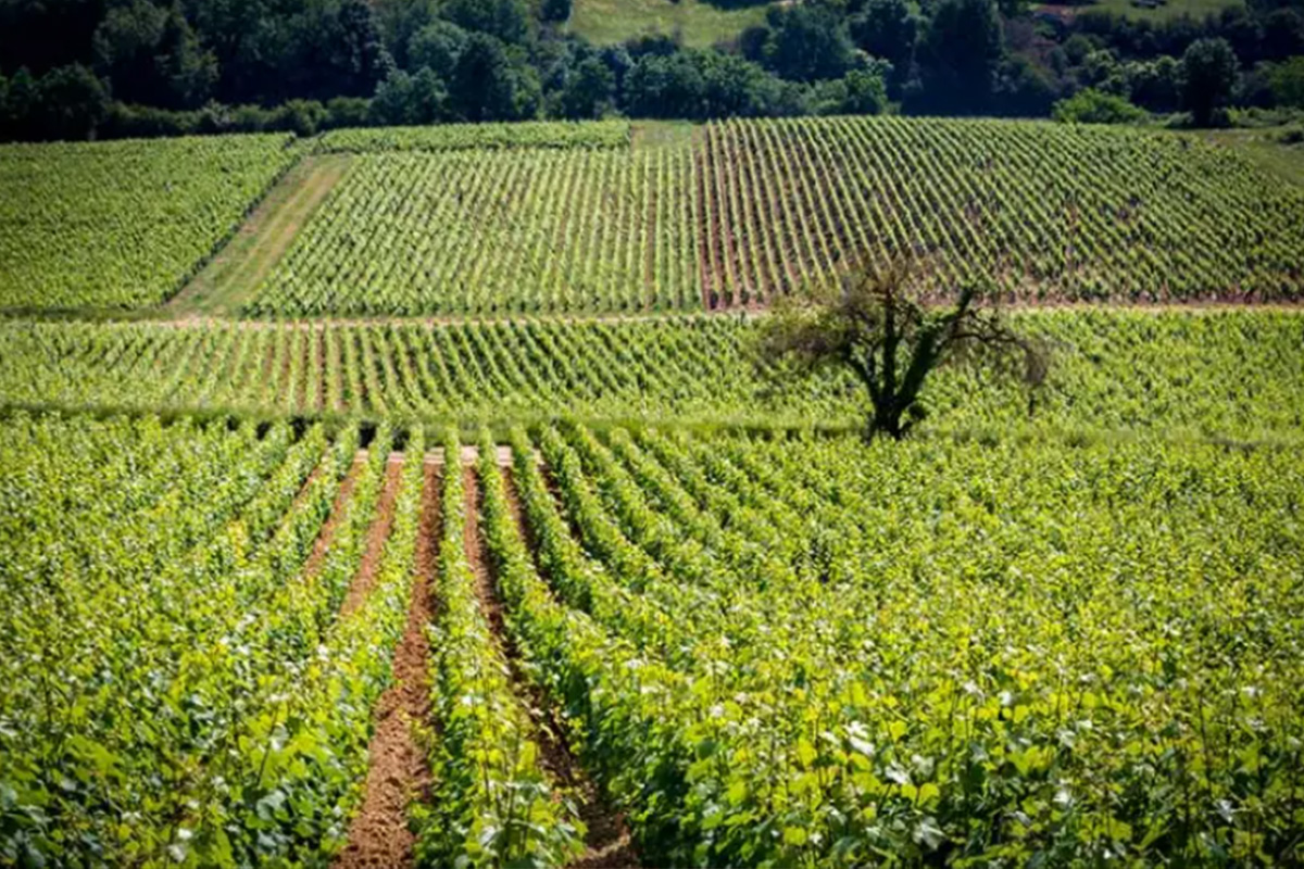 Jean-Baptiste Ponsot vineyard