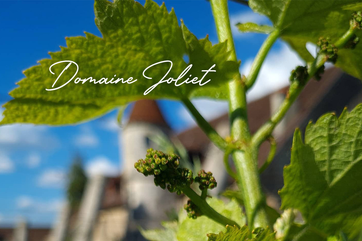 Spotlight on Domaine Joliet