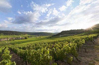 Lush green vineyards against a beautiful, blue sky in Auxey-Duresses, Burgundy, France. 