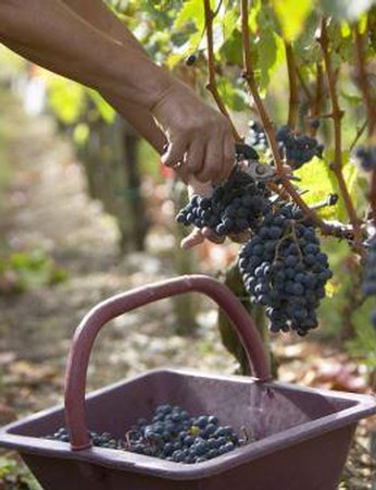 2021 RED HARVEST CASE 1