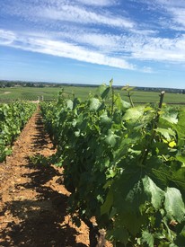DISCOVER CHASSAGNE-MONTRACHET MIXED CASE